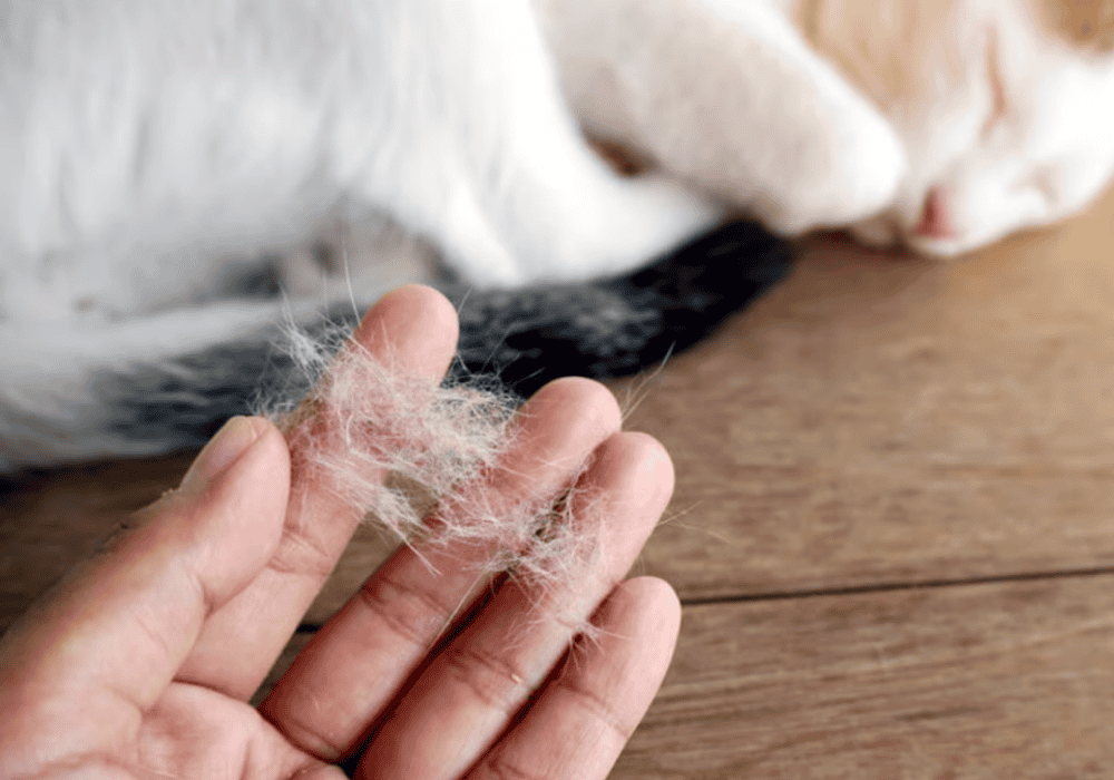 Что делать, если у кота выпадает шерсть?